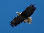 baldeagle